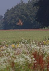 Mäusebussard, noch mal was vom 3. Tag (Vormittags)