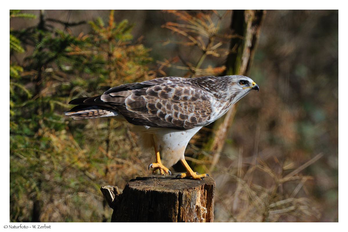 ---- Mäusebussard Nr. 1 ---- ( Buteo buteo )