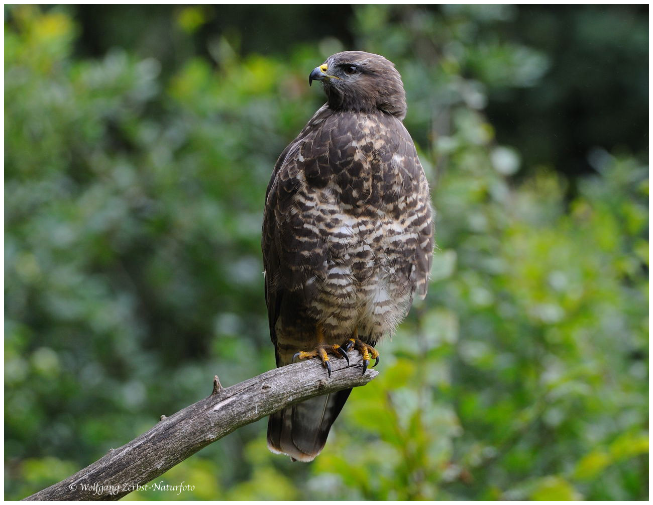 --- Mäusebussard Nr. 1 --- ( Buteo buteo )