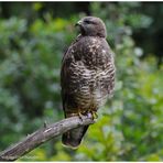 --- Mäusebussard Nr. 1 --- ( Buteo buteo )