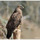 --- Mäusebussard Nr. 1 --- ( Buteo buteo )