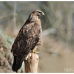 --- Mäusebussard Nr. 1 --- ( Buteo buteo )