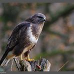 -- Mäusebussard Nr. 1 -- ( Buteo buteo )