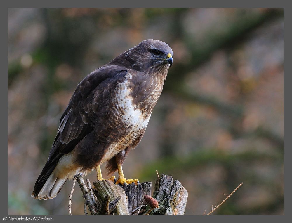 -- Mäusebussard Nr. 1 -- ( Buteo buteo )