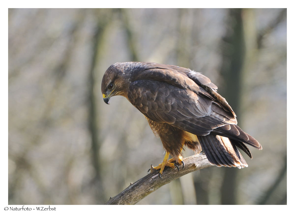 ---- Mäusebussard Nr. 1 ---- ( Buteo buteo )