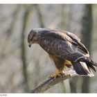 ---- Mäusebussard Nr. 1 ---- ( Buteo buteo )