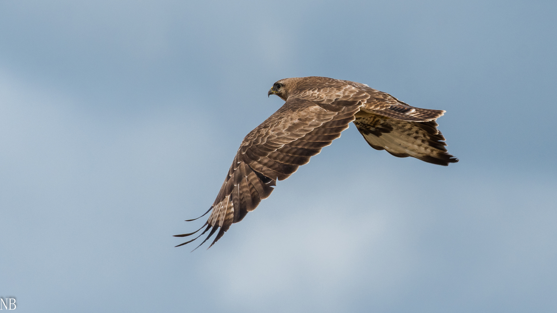 "Mäusebussard Nr. 2 2023