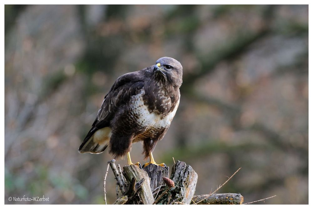 -- Mäusebussard Nr. 2 -- ( Buteo buteo )