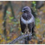 --- Mäusebussard Nr. 2 --- ( Buteo buteo )