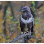 --- Mäusebussard Nr. 2 --- ( Buteo buteo )