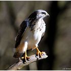 --- Mäusebussard Nr. 2 --- ( Buteo buteo )