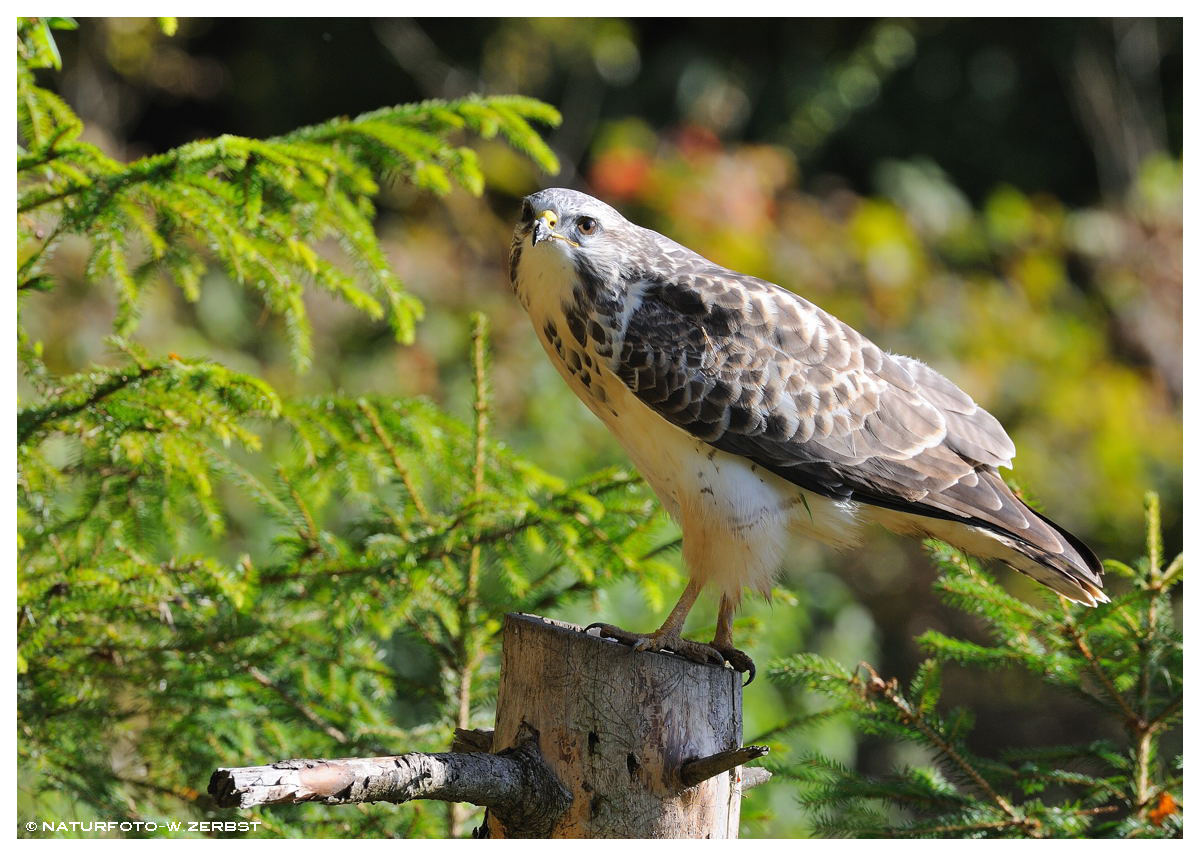 -- Mäusebussard Nr. 2. -- ( Buteo buteo )