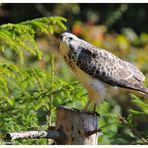 -- Mäusebussard Nr. 2. -- ( Buteo buteo )