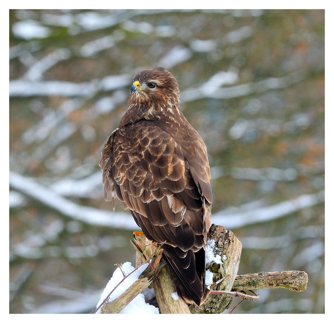 -- Mäusebussard Nr. 2 -- ( Buteo buteo )