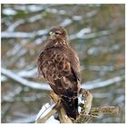 -- Mäusebussard Nr. 2 -- ( Buteo buteo )