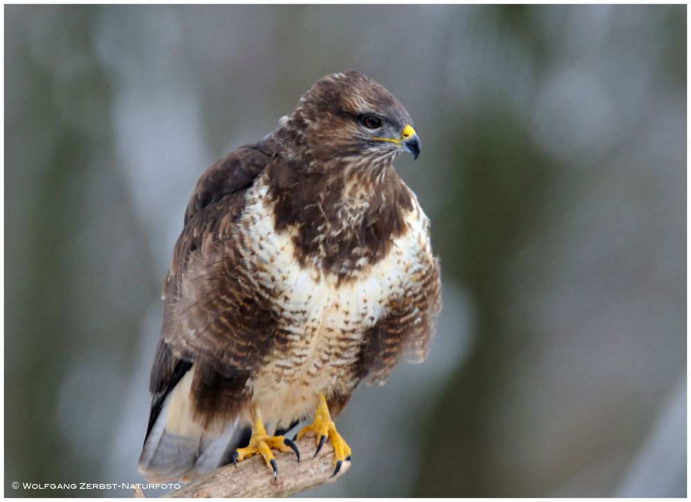 --- Mäusebussard Nr. 2 --- ( Buteo buteo )