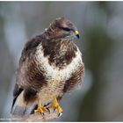 --- Mäusebussard Nr. 2 --- ( Buteo buteo )