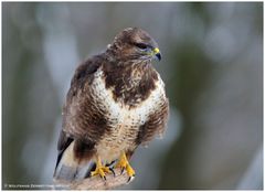 --- Mäusebussard Nr. 2 --- ( Buteo buteo )