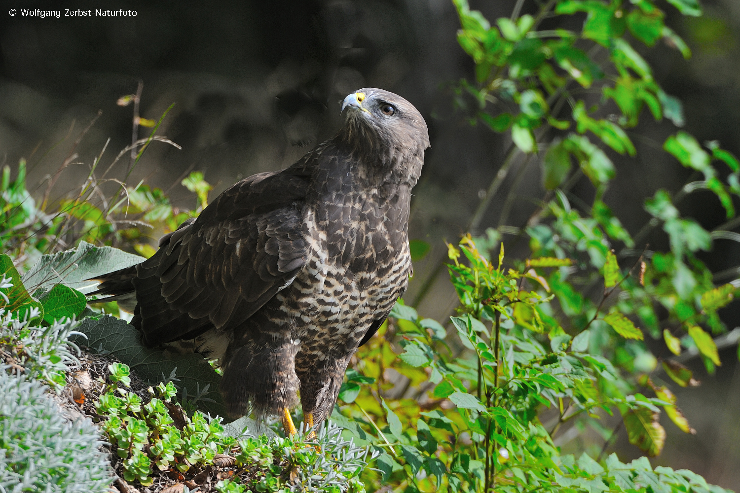 --- Mäusebussard Nr. 2 ---   ( Buteo buteo )