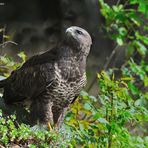 --- Mäusebussard Nr. 2 ---   ( Buteo buteo )