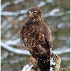 --- Mäusebussard Nr. 2 --- ( Buteo buteo )