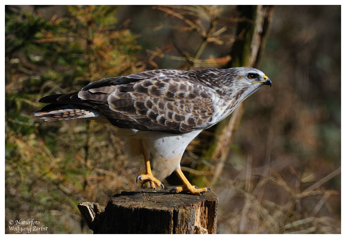 --- Mäusebussard Nr. 2 --- ( Buteo buteo )