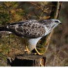 --- Mäusebussard Nr. 2 --- ( Buteo buteo )