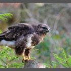 -- Mäusebussard Nr. 2 -- ( Buteo buteo )