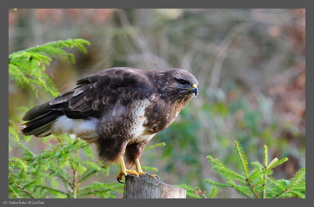 -- Mäusebussard Nr. 2 -- ( Buteo buteo )