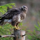 --- Mäusebussard Nr. 2 --- ( Buteo buteo )