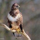 --- Mäusebussard Nr. 2 --- ( Buteo buteo )