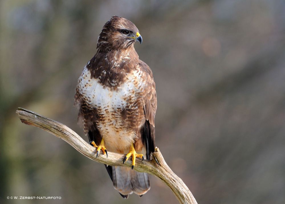 --- Mäusebussard Nr. 2 --- ( Buteo buteo )