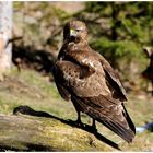 -- Mäusebussard Nr. 2 -- ( Buteo buteo )