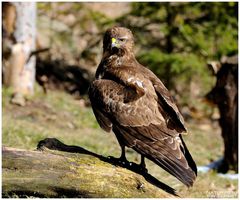 -- Mäusebussard Nr. 2 -- ( Buteo buteo )