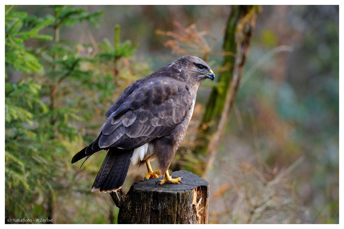 -- Mäusebussard Nr. 2 -- ( Buteo buteo )