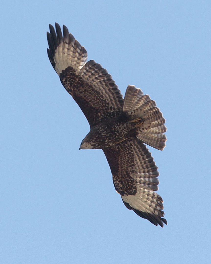 Mäusebussard Nr. 2