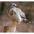 -- Mäusebussard Nr. 2 männlich -- ( Buteo buteo )