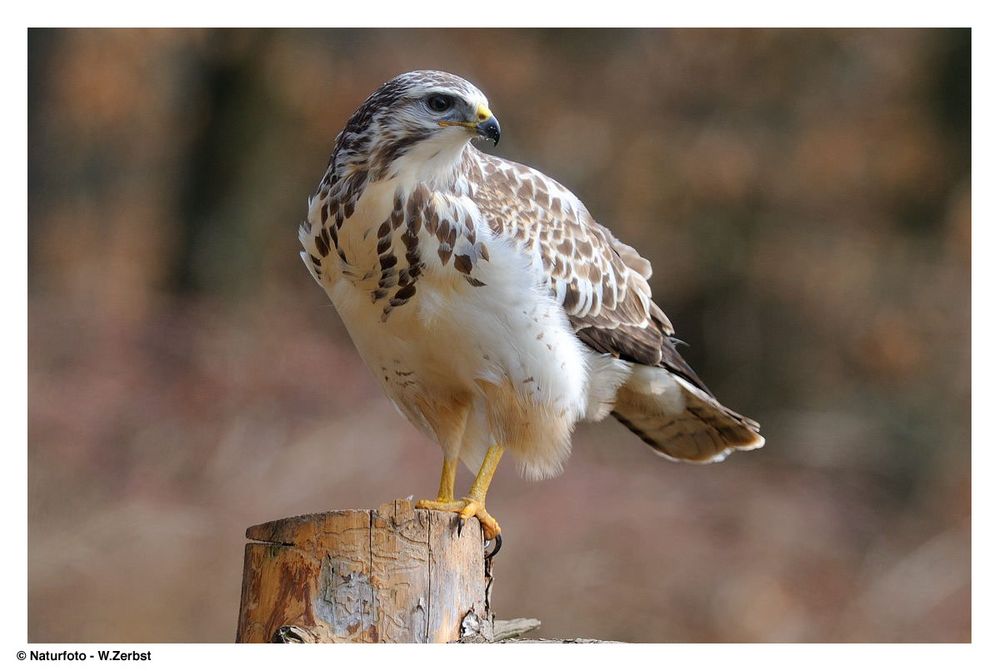 -- Mäusebussard Nr. 2 männlich -- ( Buteo buteo )