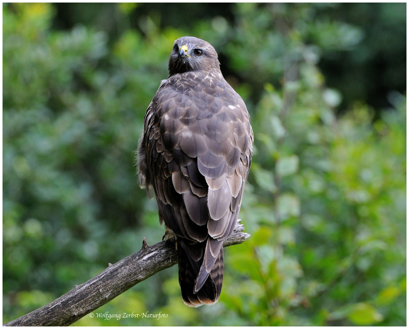 --- Mäusebussard Nr. 2 mit Schulterblick --- ( Buteo buteo )