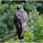 --- Mäusebussard Nr. 2 mit Schulterblick --- ( Buteo buteo )