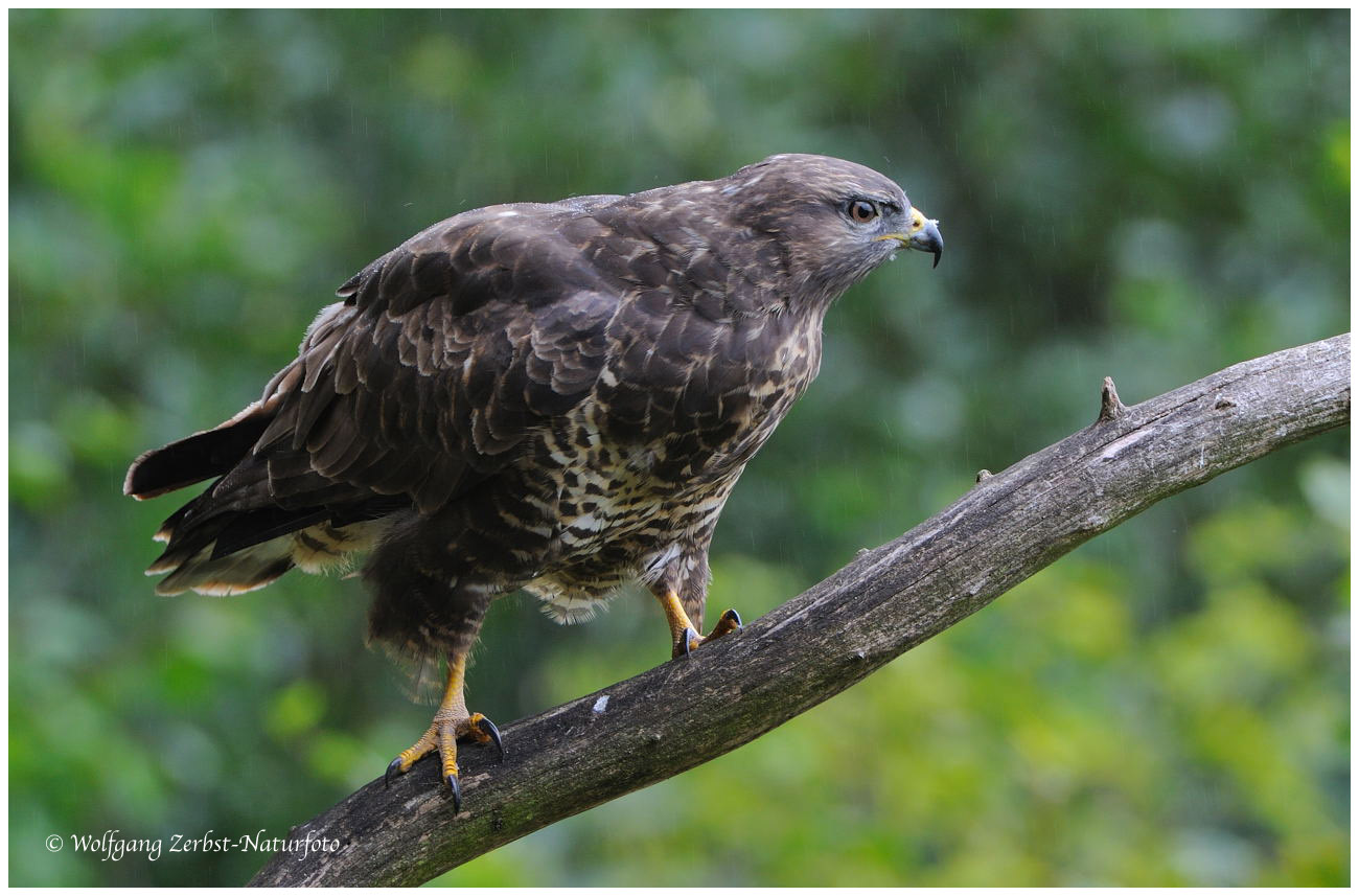 --- Mäusebussard Nr. 3 ----- ( Buteo buteo )