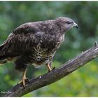 --- Mäusebussard Nr. 3 ----- ( Buteo buteo )