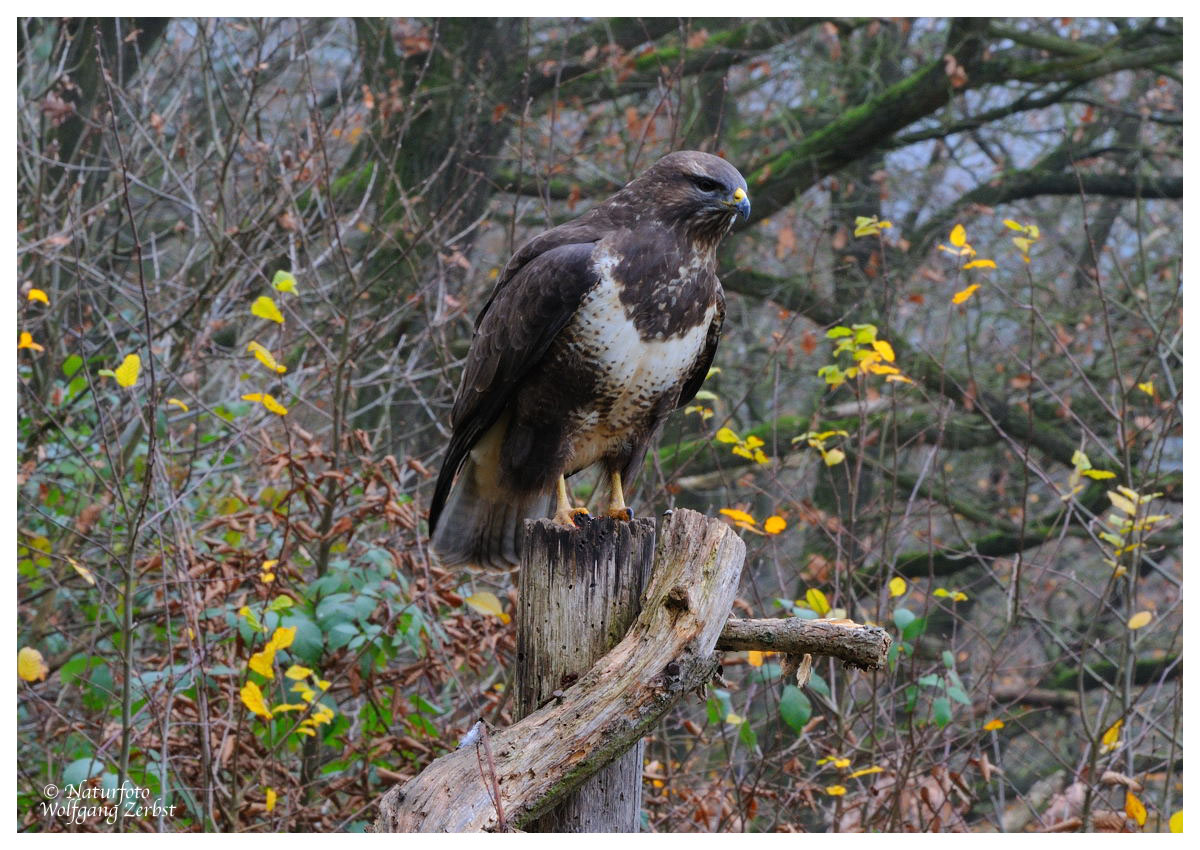 --- Mäusebussard Nr. 3 ---- ( Buteo buteo )