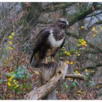 --- Mäusebussard Nr. 3 ---- ( Buteo buteo )