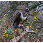 --- Mäusebussard Nr. 3 ---- ( Buteo buteo )