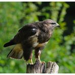 --- Mäusebussard Nr. 3 --- ( Buteo buteo )