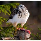 --- Mäusebussard Nr. 4 am Luderplatz --- ( Buteo buteo )