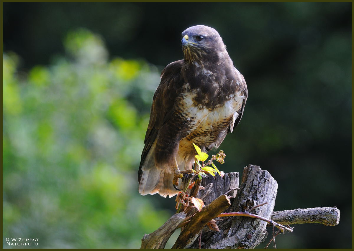 - Mäusebussard Nr. 4 - ( Buteo buteo )