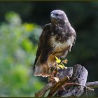 - Mäusebussard Nr. 4 - ( Buteo buteo )