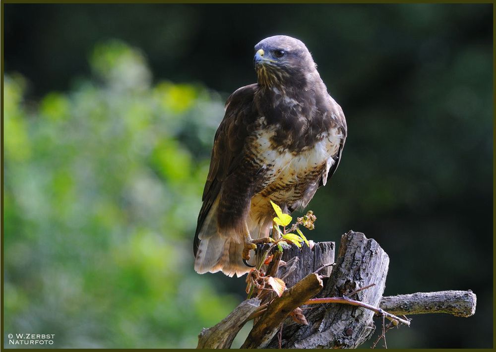 - Mäusebussard Nr. 4 - ( Buteo buteo )